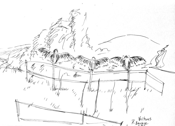 not a cartoon - buzzard