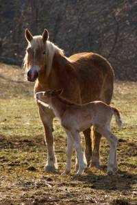 Mare with Foal