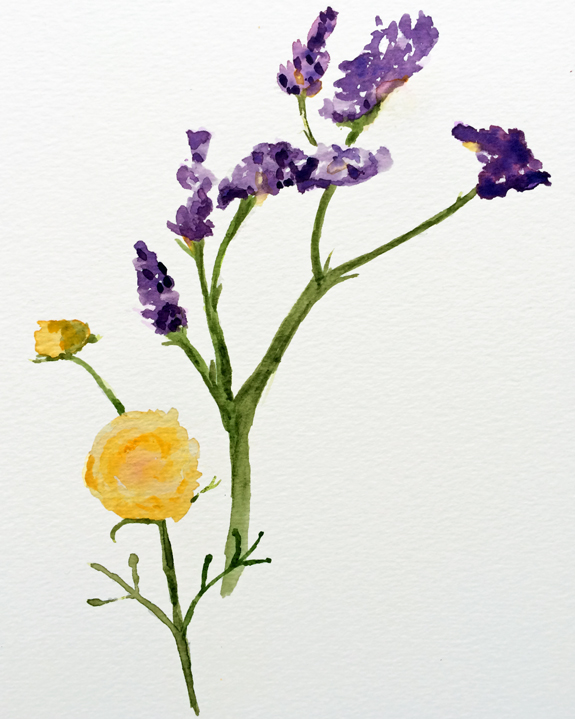 statice-and-rannunculaweb